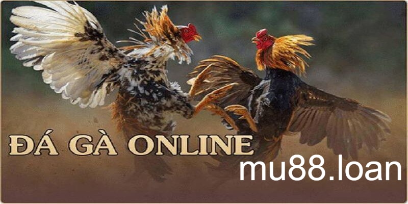 Trải nghiệm đá gà online trên mu88 cực hấp dẫn với dịch vụ chất lượng  